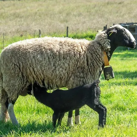 Le Cambou Hébergement de vacances