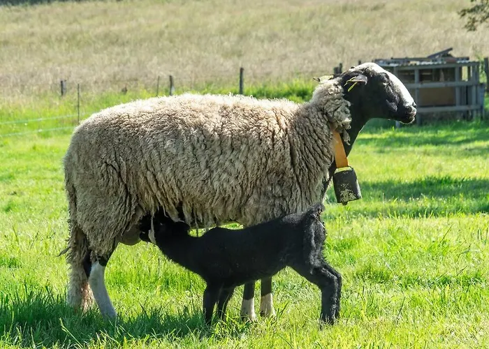 Le Cambou Дом отдыха