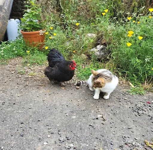 Le Cambou Hébergement de vacances *