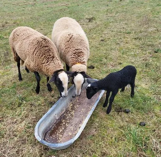 Le Cambou Hébergement de vacances Saint-Just-sur-Viaur